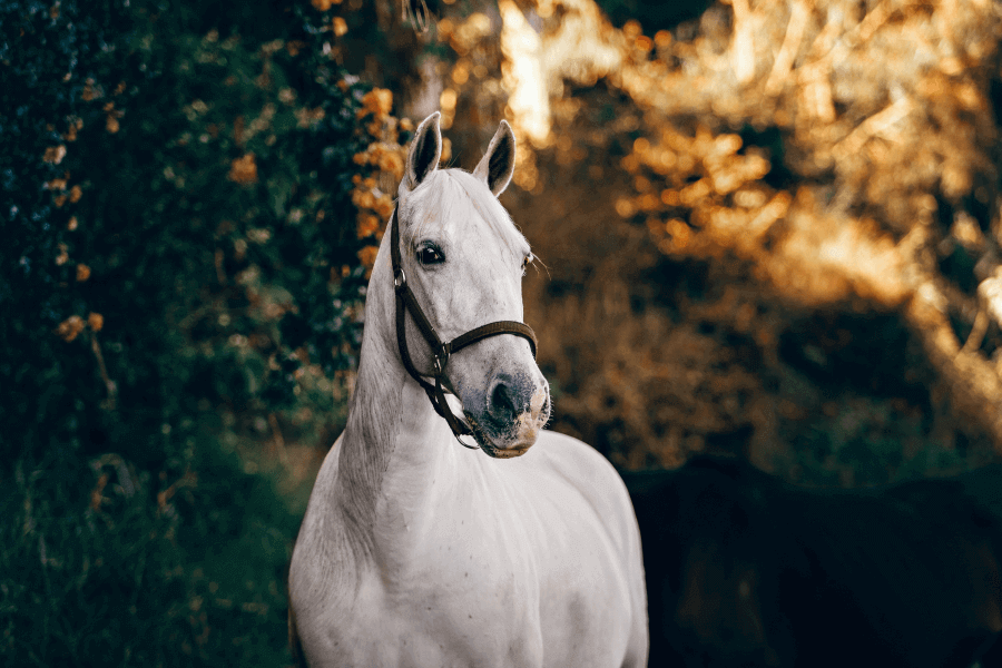 Đặc Điểm Nghệ Thuật Độc Đáo bên trong nội dung bài đọc "The White Horse of Uffington"